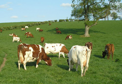 Cows from the Marleycote herd grazing