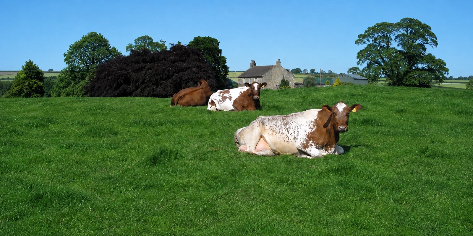 Shorthorn and Ayrshire cows lying in a pasture in front of the farmhouse at Marley Cote Walls